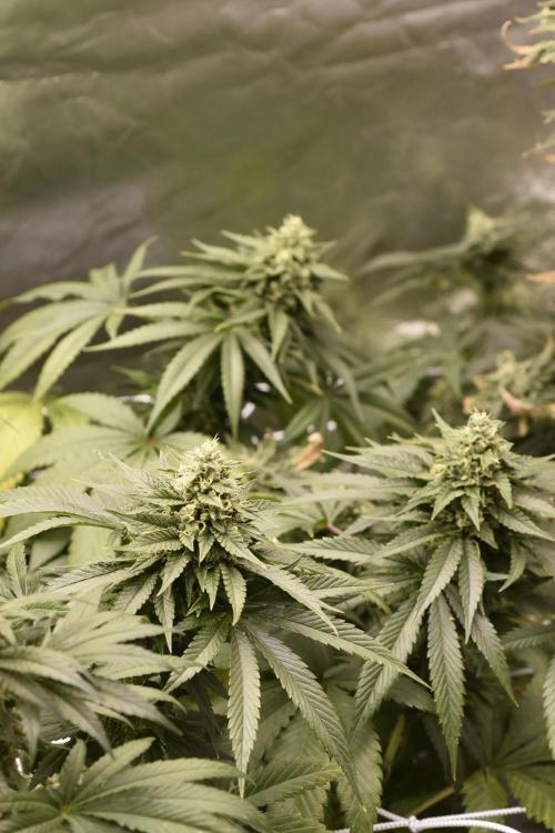 BBFC S1 seeds and Nuke Head NSB. Week 12 - bids of all sizes