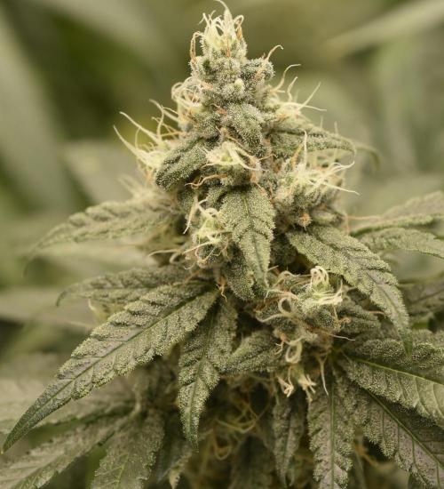 BBFC S1 seeds and Nuke Head NSB. Week 12 - sticky icky