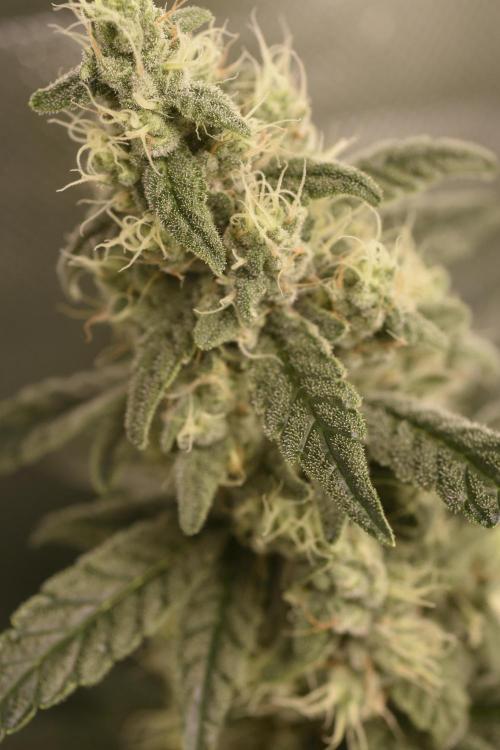 BBFC S1 seeds and Nuke Head NSB. Week 12 - smells like berries