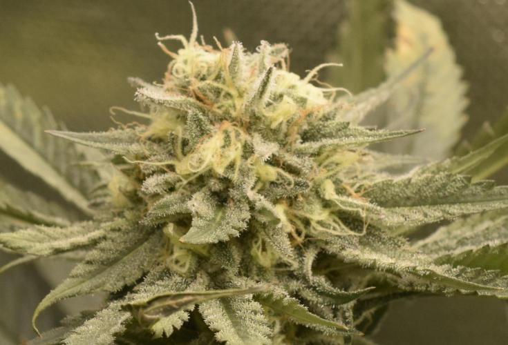 BBFC S1 seeds and Nuke Head NSB. Week 12 - I can't wait to roll a doobie of this.