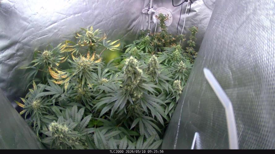 BBFC S1 seeds and Nuke Head NSB