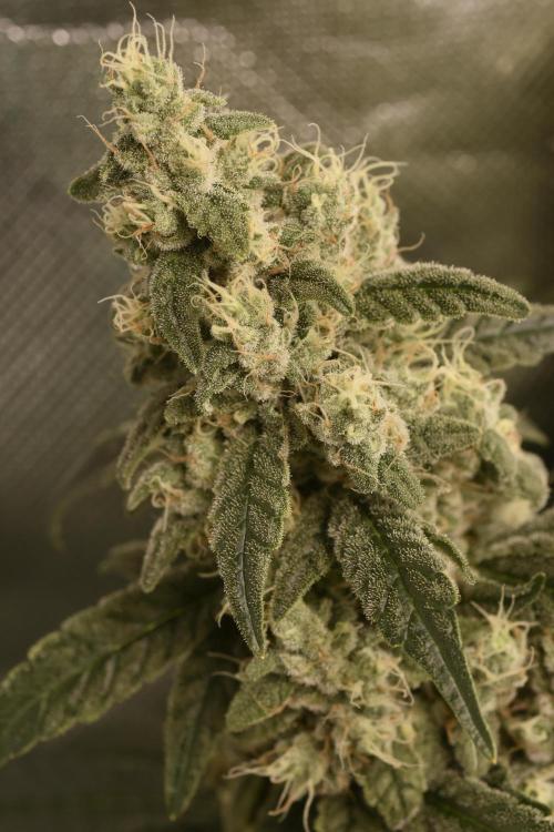 BBFC S1 seeds and Nuke Head NSB. Week 13 - Amber Alert