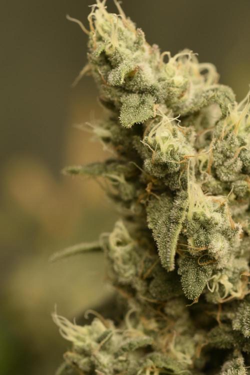 BBFC S1 seeds and Nuke Head NSB. Week 13 - I think I missed labeled one of the girls 