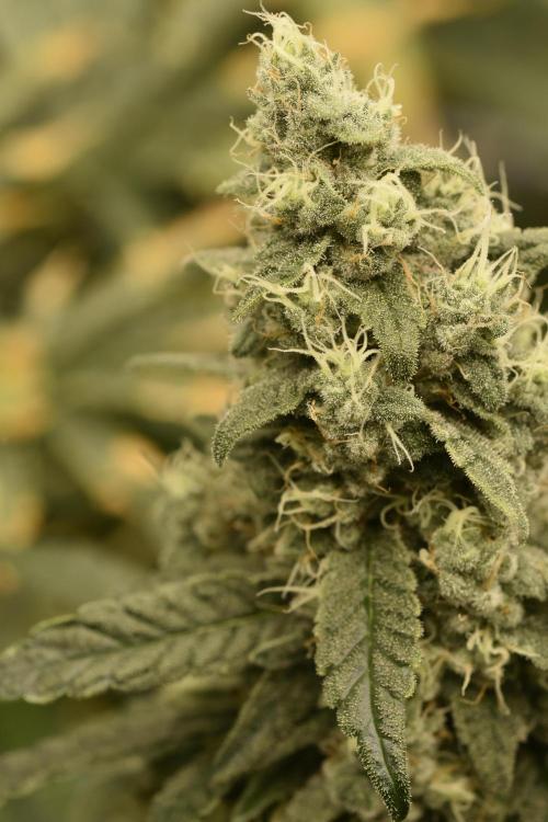 BBFC S1 seeds and Nuke Head NSB. Week 13 - I think I have 2 NSB and 2 BFC