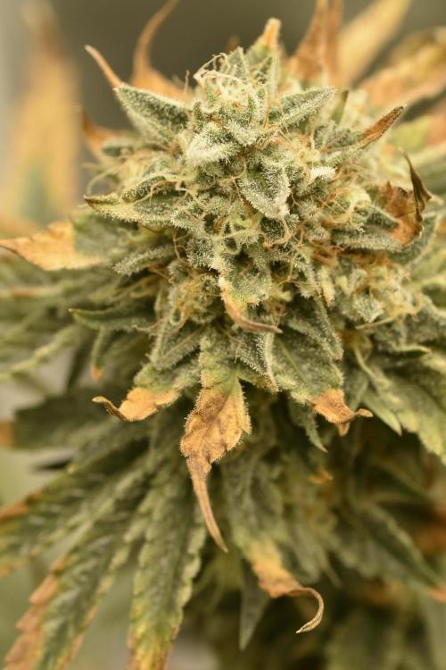 BBFC S1 seeds and Nuke Head NSB. Week 13 -  the Phenotypes are not different I think now they are two different plants