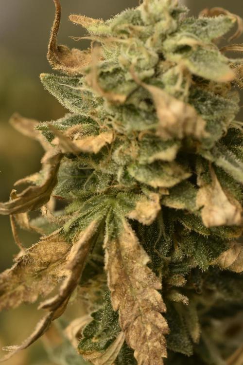 BBFC S1 seeds and Nuke Head NSB. Week 13 - Some are a week or two late but I only have 1 tent