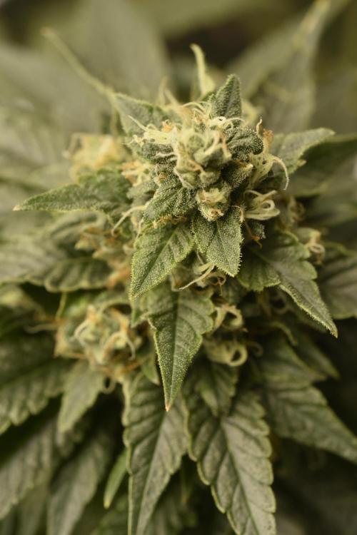 BBFC S1 seeds and Nuke Head NSB. Week 13 - so i will chop all at the same time to dry 