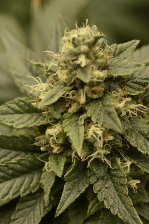 BBFC S1 seeds and Nuke Head NSB. Week 13 - the big NSB looks fire