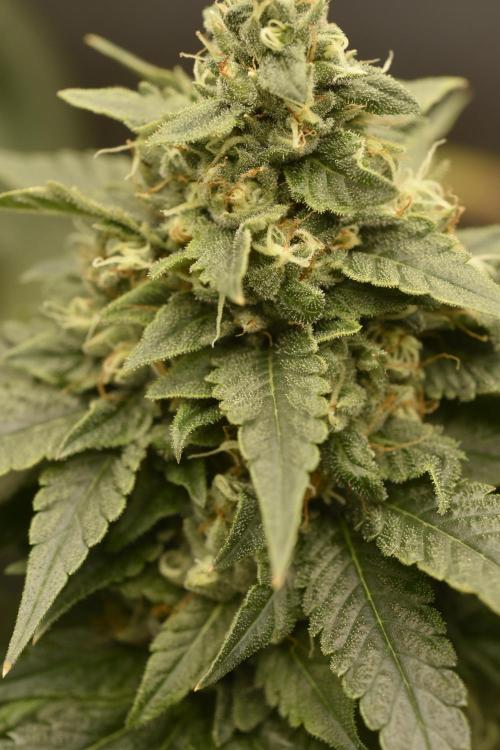 BBFC S1 seeds and Nuke Head NSB. Week 13 - and the BBFC are frosty, but the buds are not the biggest