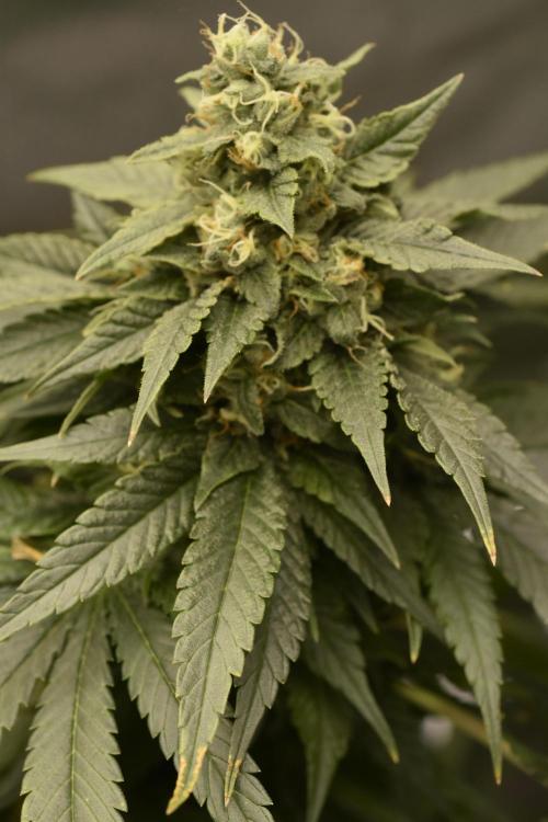 BBFC S1 seeds and Nuke Head NSB. Week 13 - so, I will just have to smoke all of it I guess