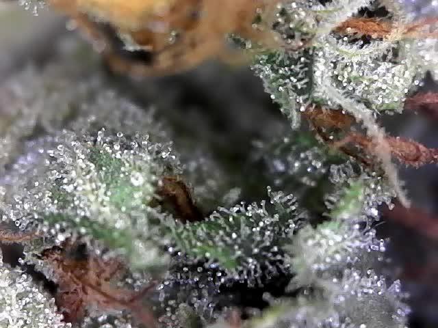 BBFC S1 seeds and Nuke Head NSB