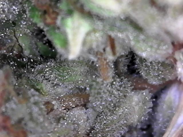 BBFC S1 seeds and Nuke Head NSB. Week 14