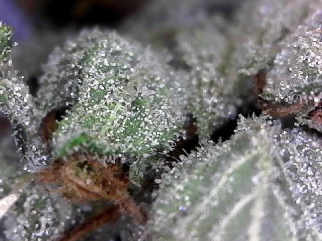 BBFC S1 seeds and Nuke Head NSB. Week 14