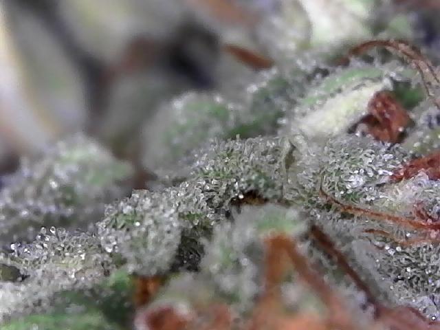 BBFC S1 seeds and Nuke Head NSB. Week 14