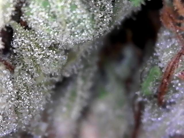 BBFC S1 seeds and Nuke Head NSB. Week 14