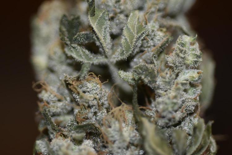 BBFC S1 seeds and Nuke Head NSB. Week 14