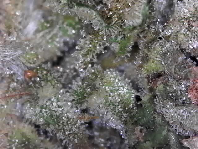 BBFC S1 seeds and Nuke Head NSB