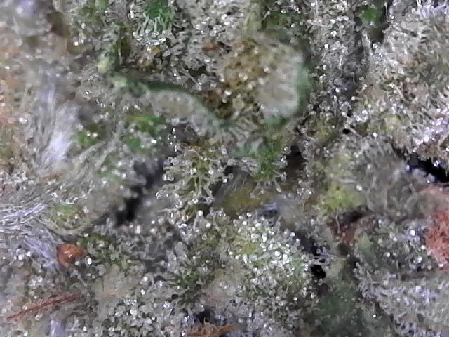 BBFC S1 seeds and Nuke Head NSB. Week 14