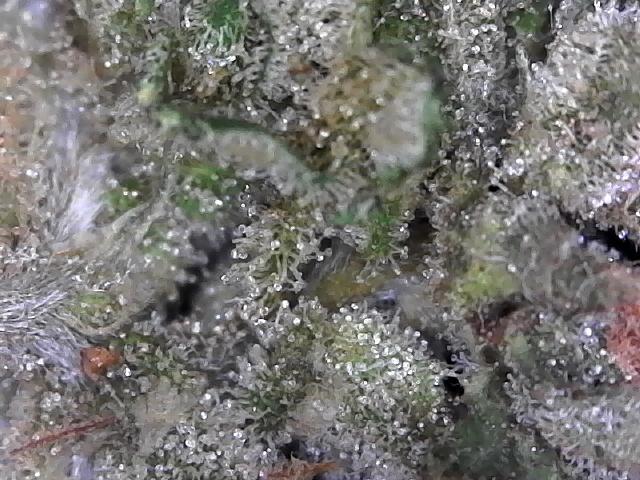 BBFC S1 seeds and Nuke Head NSB. Week 14