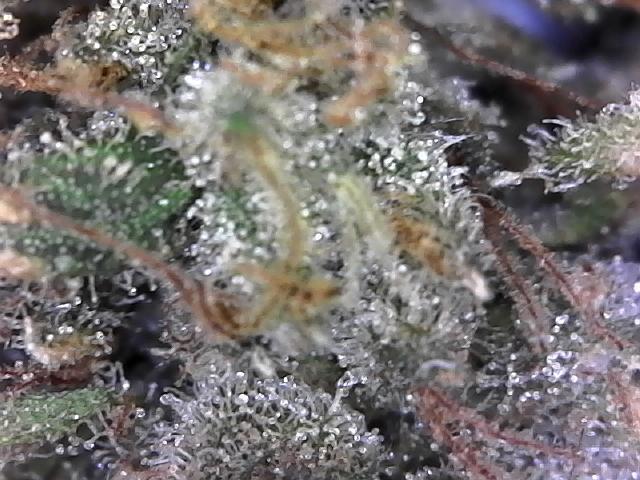 BBFC S1 seeds and Nuke Head NSB. Week 14