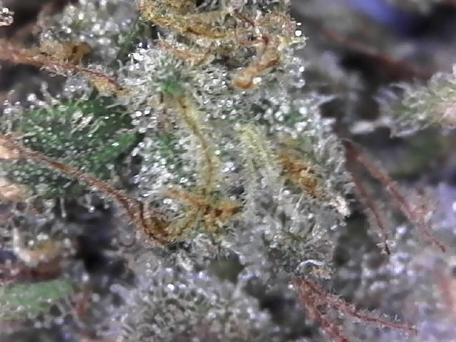 BBFC S1 seeds and Nuke Head NSB. Week 14