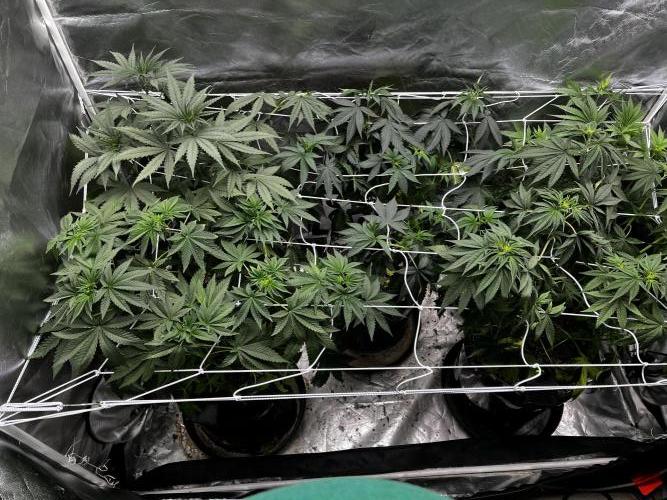 BBFC S1 seeds and Nuke Head NSB. Week 6 - 1st layer SCRoG installed