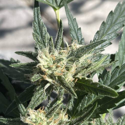 Mephisto’s Wedding 55 days . Week 1