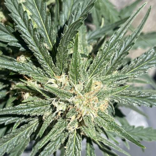 Mephisto’s Wedding 55 days . Week 1