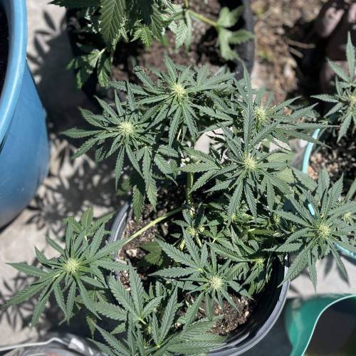 Mephisto’s Wedding 55 days . Week 1