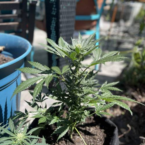 Mephisto’s Wedding 55 days . Week 1