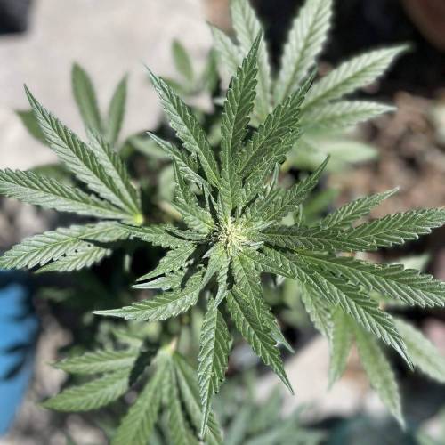 Mephisto’s Wedding 55 days . Week 1