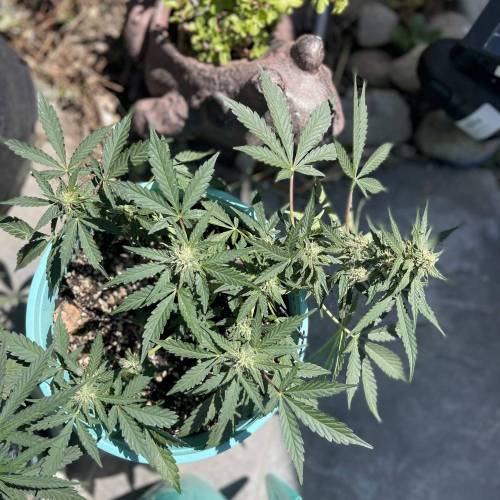 Mephisto’s Wedding 55 days . Week 1