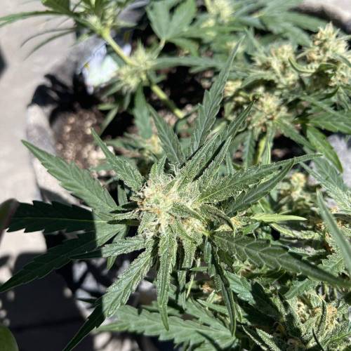 Mephisto’s Wedding 55 days . Week 1