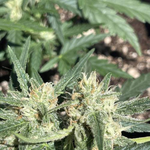 Mephisto’s Wedding 55 days . Week 1