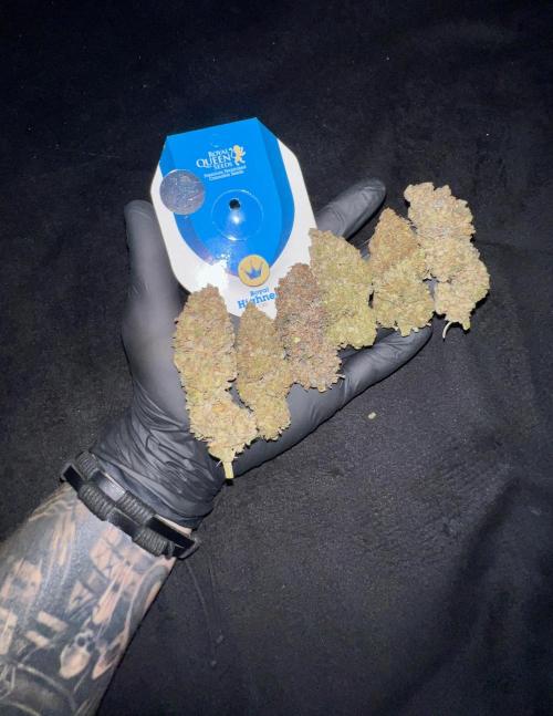 Royal Higness Cbd. Week 6