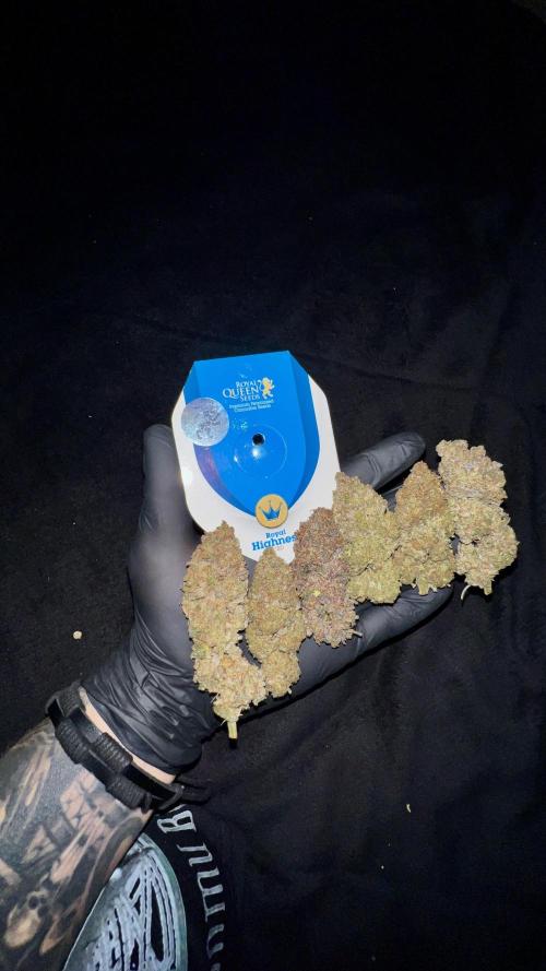 Royal Higness Cbd. Week 6