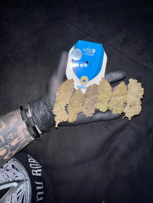 Royal Higness Cbd. Week 6