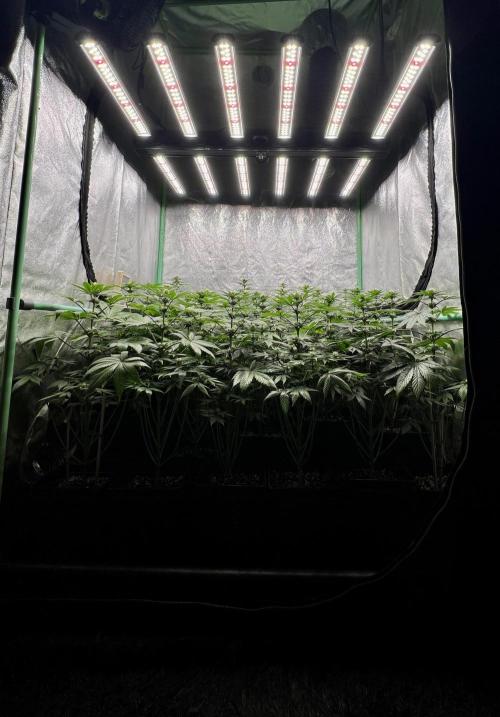 Bubblegun. Week 5