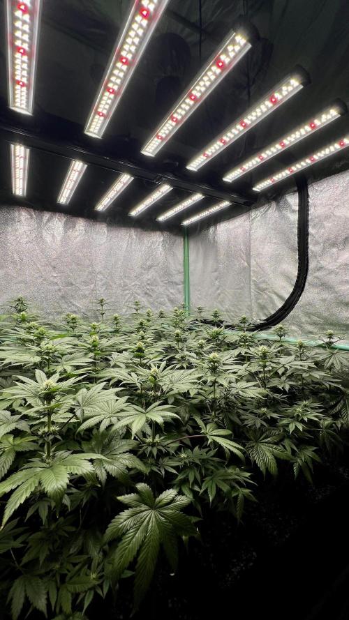 Bubblegun. Week 5
