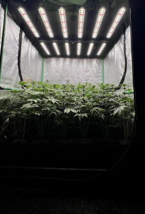 Bubblegun. Week 5