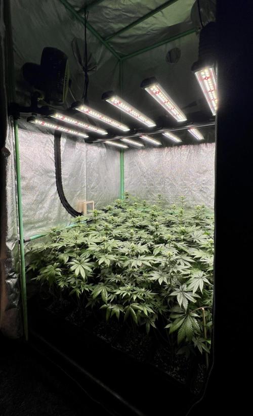 Bubblegun. Week 5