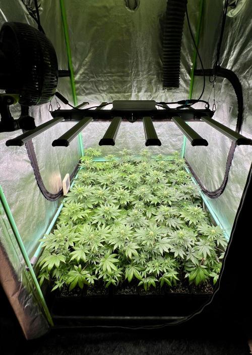 Bubblegun. Week 5