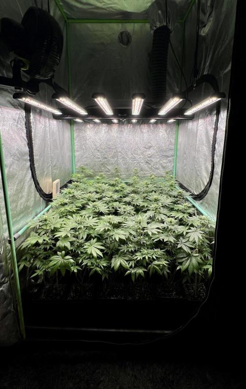 Bubblegun. Week 5