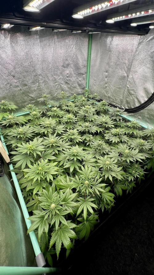 Bubblegun. Week 5