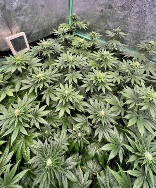 Bubblegun. Week 5