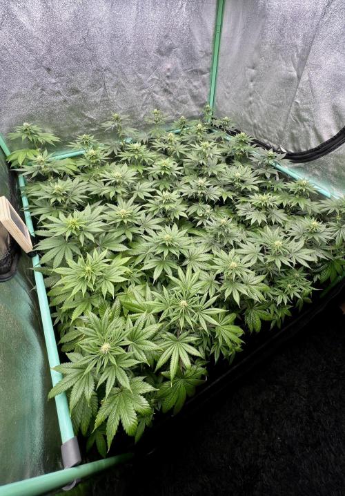 Bubblegun. Week 5