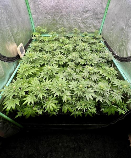 Bubblegun. Week 5