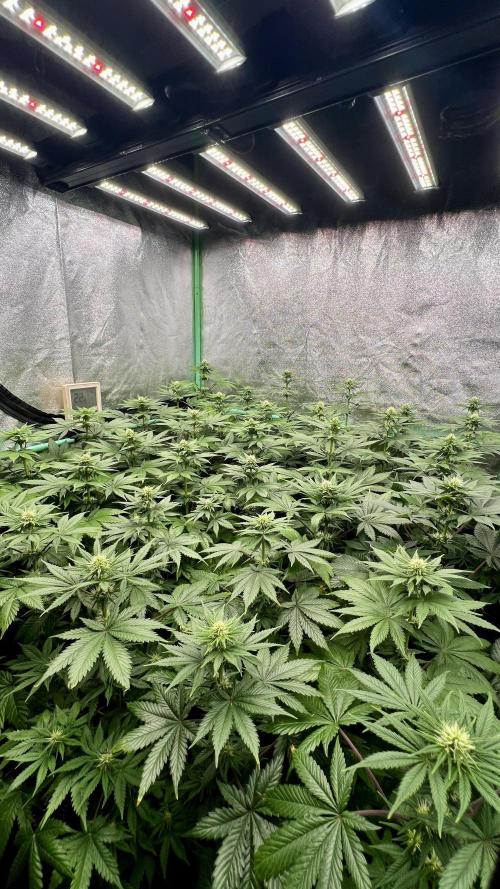 Bubblegun. Week 5