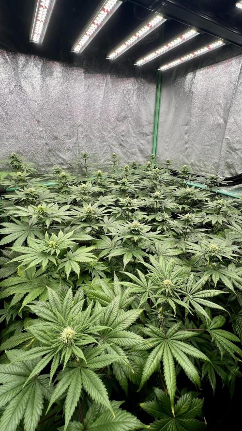 Bubblegun. Week 5