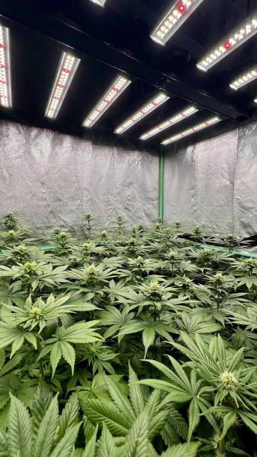 Bubblegun. Week 5